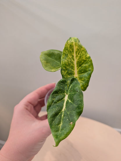 Alocasia calidora hybride panachée, rare COULEUR DE PREMIÈRE ÉTAPE 🦄
