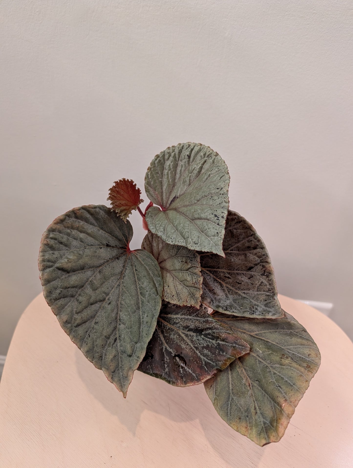 Begonia Silver Suede