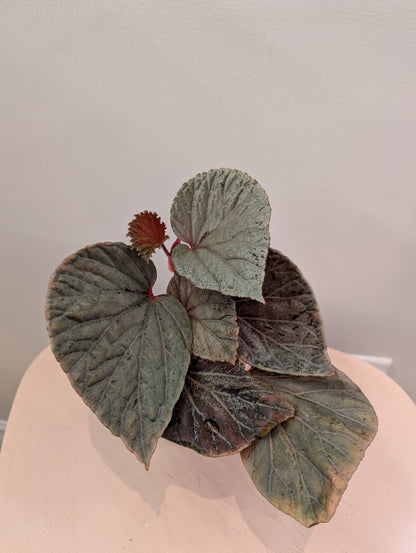 Begonia Silver Suede