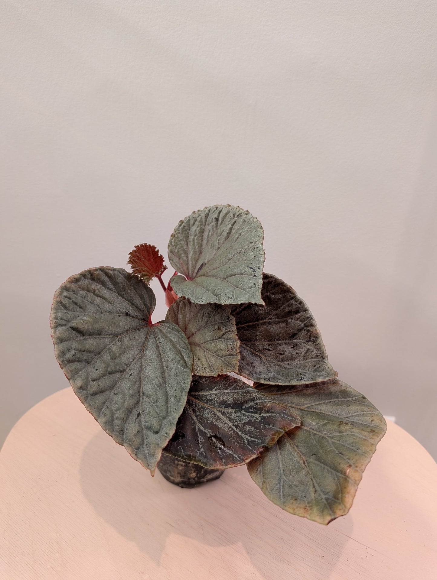 Begonia Silver Suede