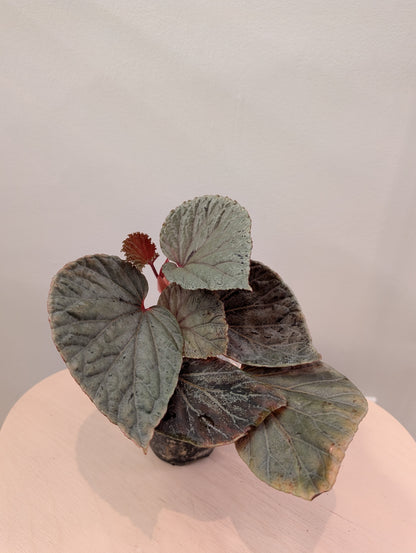 Begonia Silver Suede