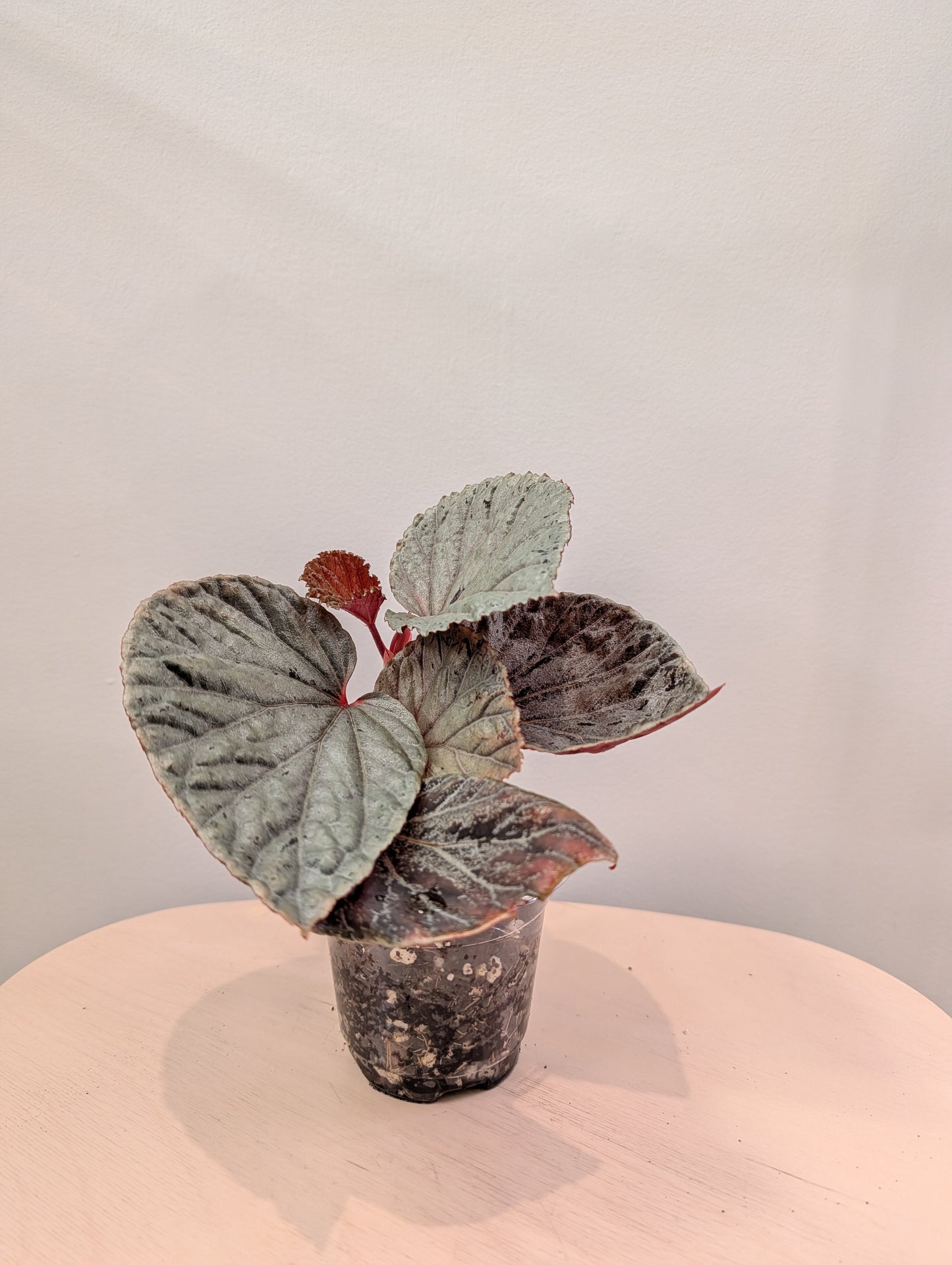 Begonia Silver Suede