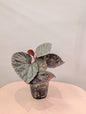 Begonia Silver Suede