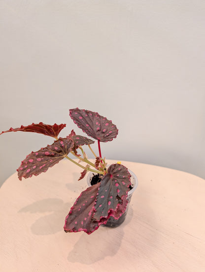 Begonia darthvaderiana &amp; Negroensis