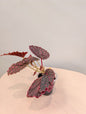 Begonia darthvaderiana &amp; Negroensis