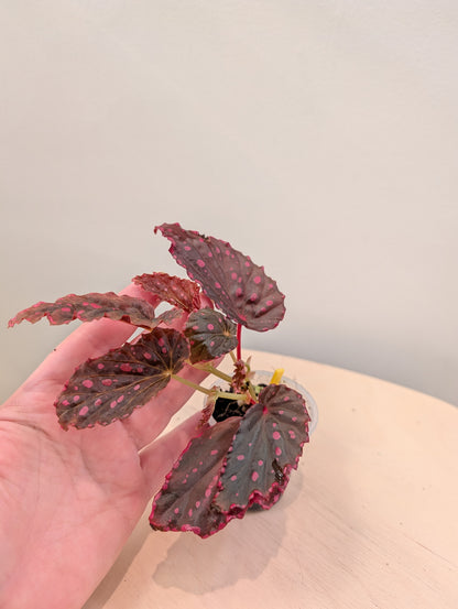 Begonia darthvaderiana &amp; Negroensis