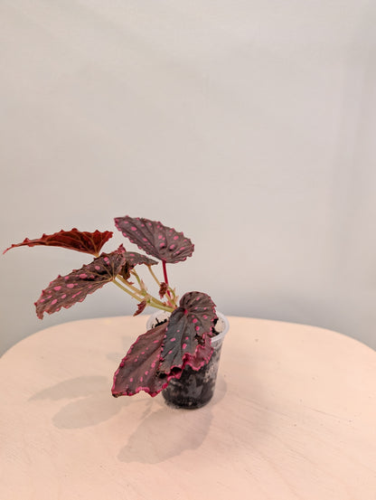 Begonia darthvaderiana &amp; Negroensis