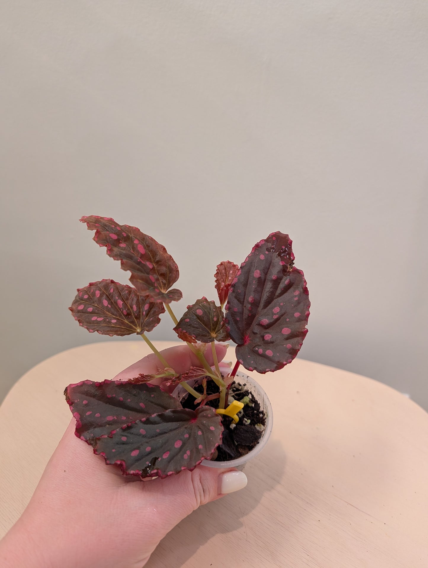 Begonia darthvaderiana &amp; Negroensis