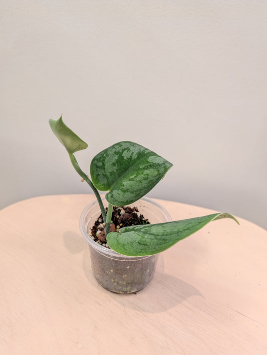 Scindapsus Juju Bui (reverted)