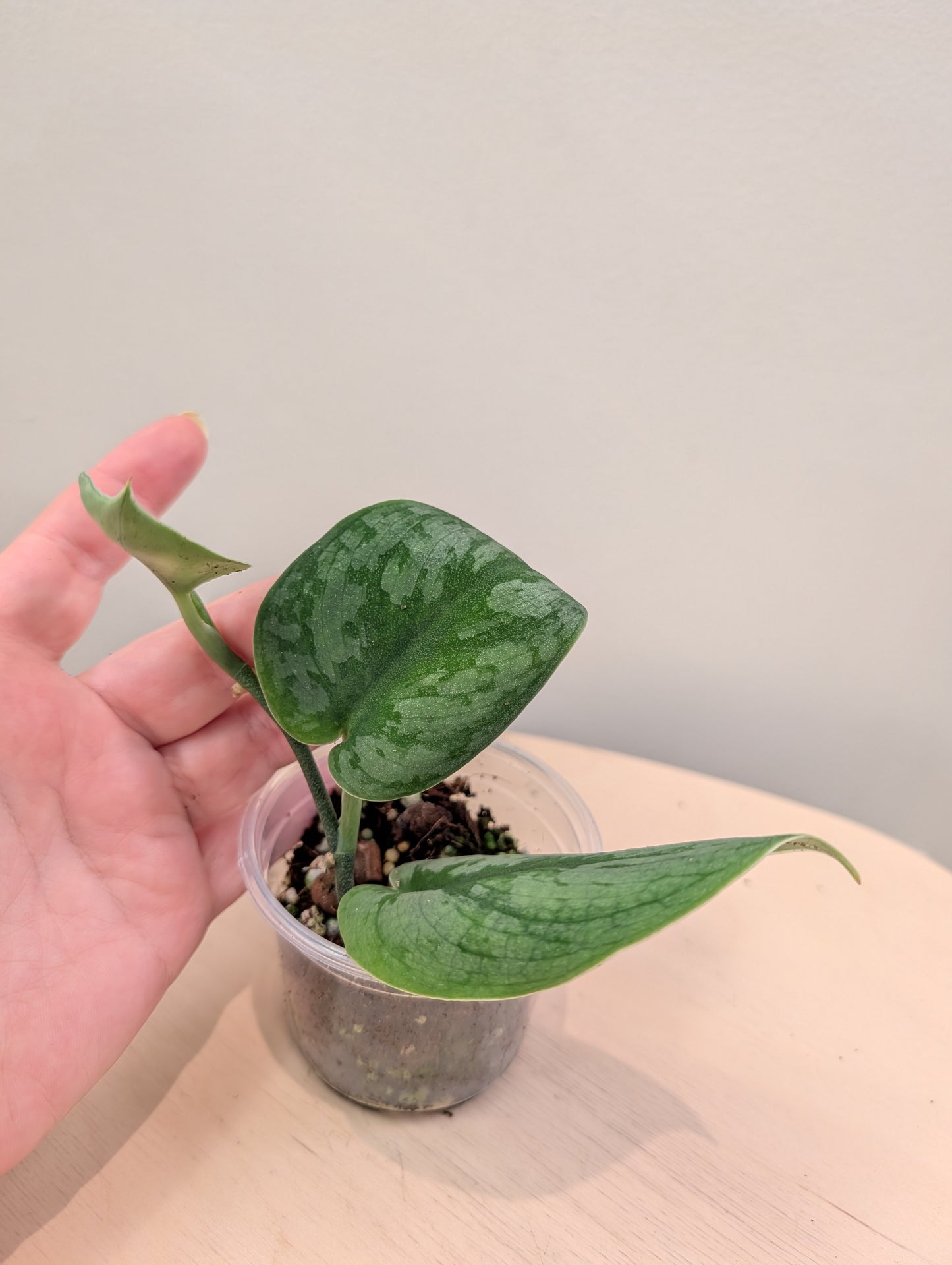 Scindapsus Juju Bui (reverted)