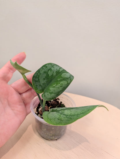 Scindapsus Juju Bui (reverted)