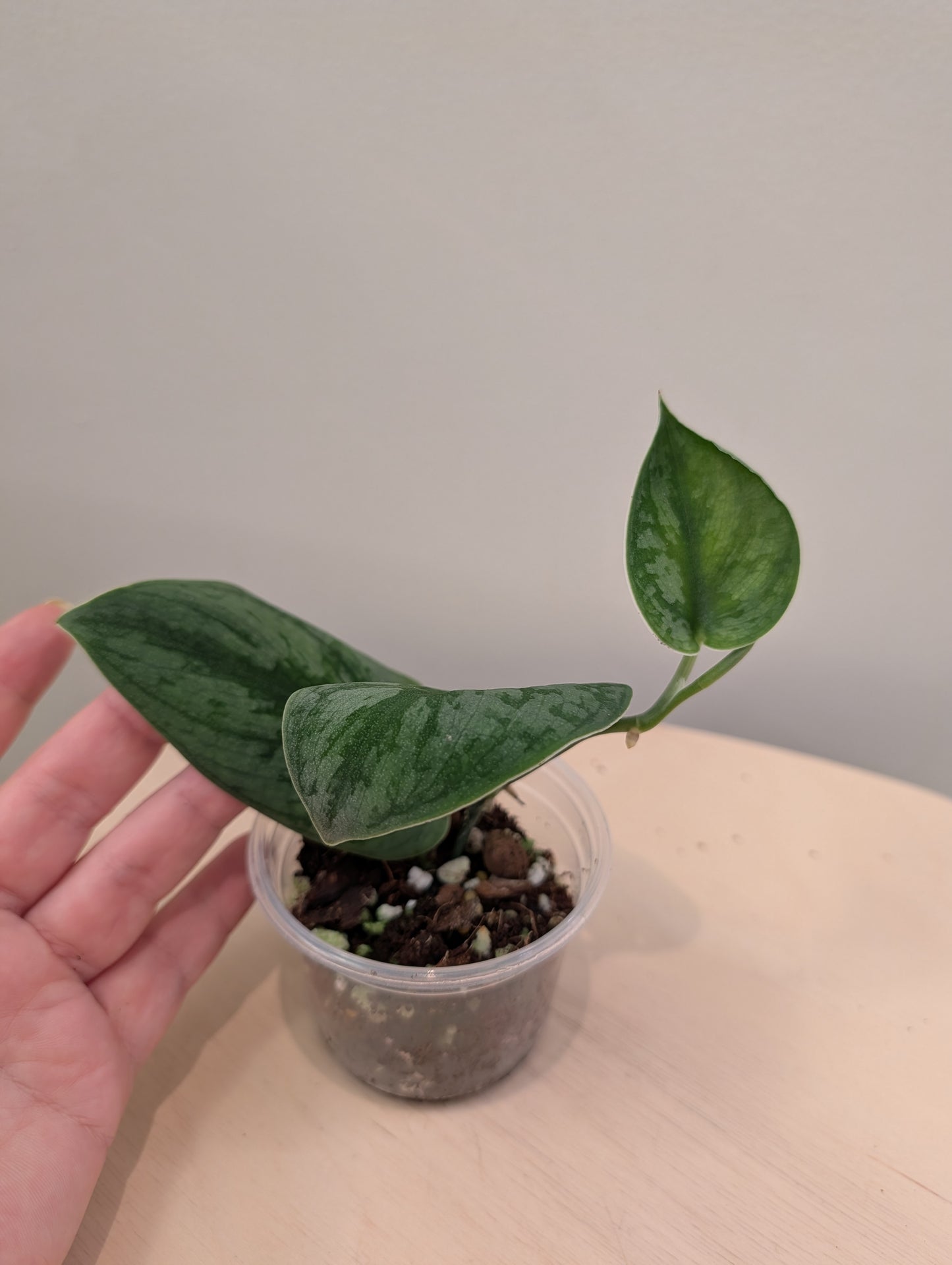 Scindapsus Juju Bui (reverted)