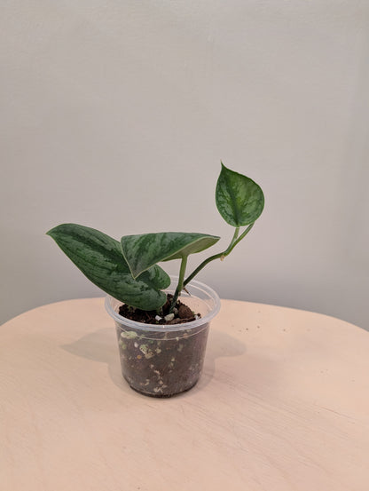Scindapsus Juju Bui (reverted)