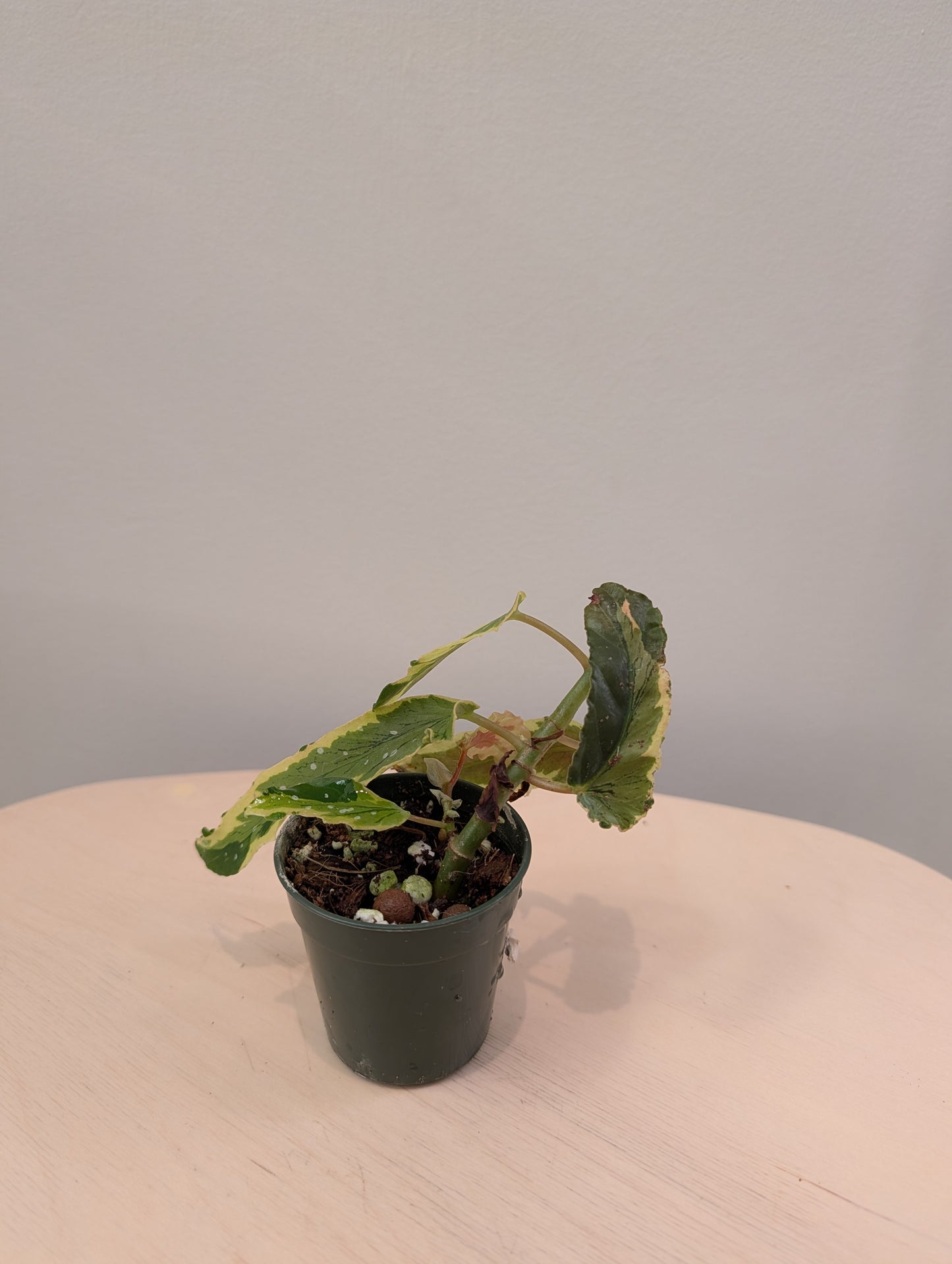 Begonia Dainty Spray Sport version européenne/ rare