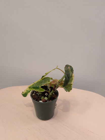 Begonia Dainty Spray Sport version européenne/ rare