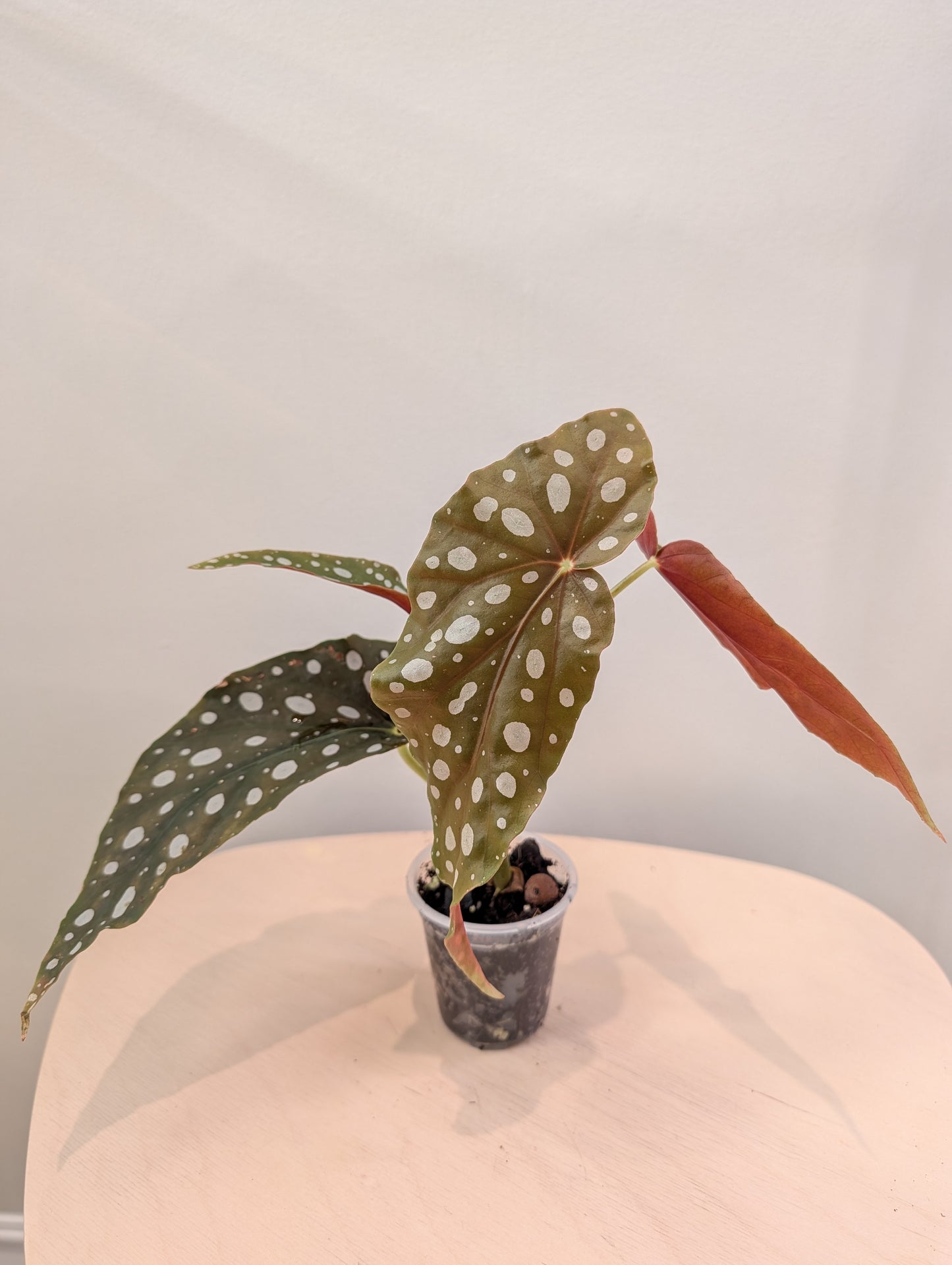 Bégonia Ginny / de plante panachée