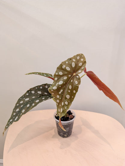 Bégonia Ginny / de plante panachée
