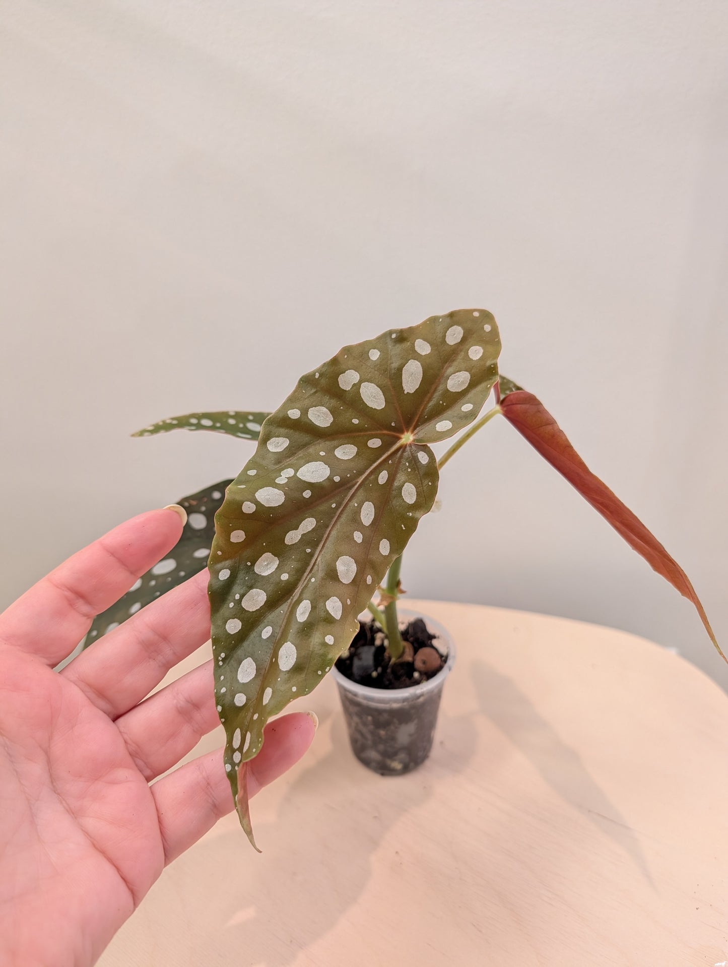 Bégonia Ginny / de plante panachée