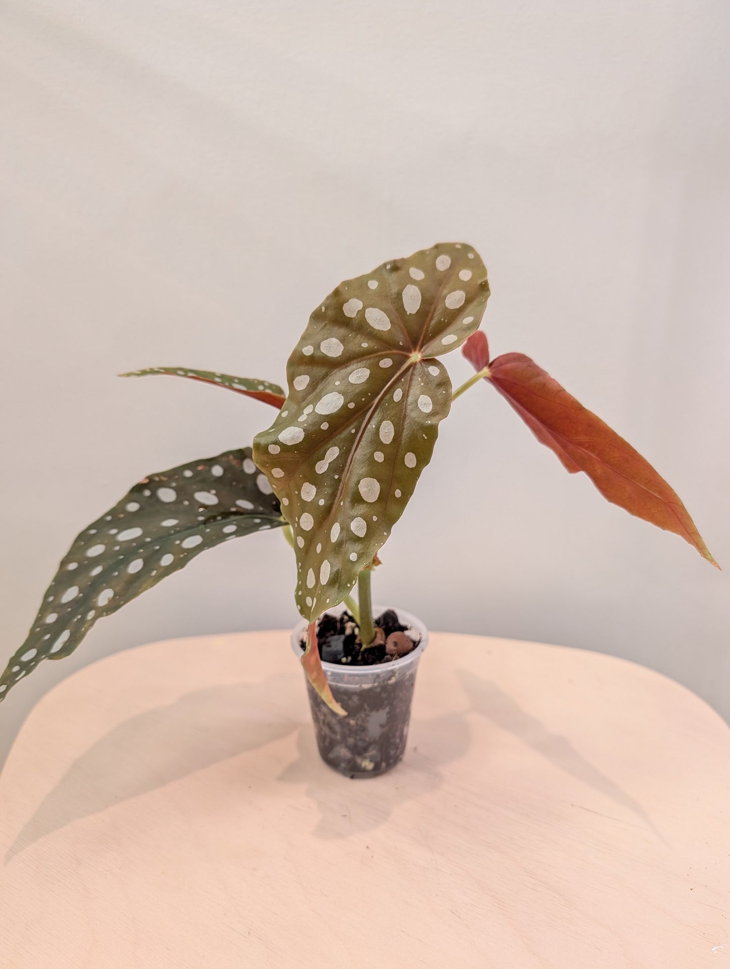 Bégonia Ginny / de plante panachée