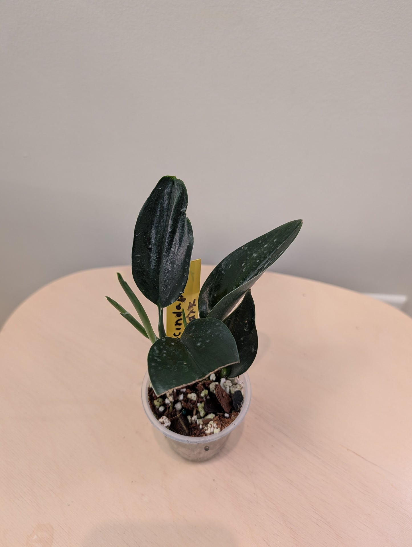 Epipremnum pinnatum marbré panaché