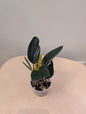 Epipremnum pinnatum marbré panaché