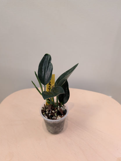 Epipremnum pinnatum marbré panaché