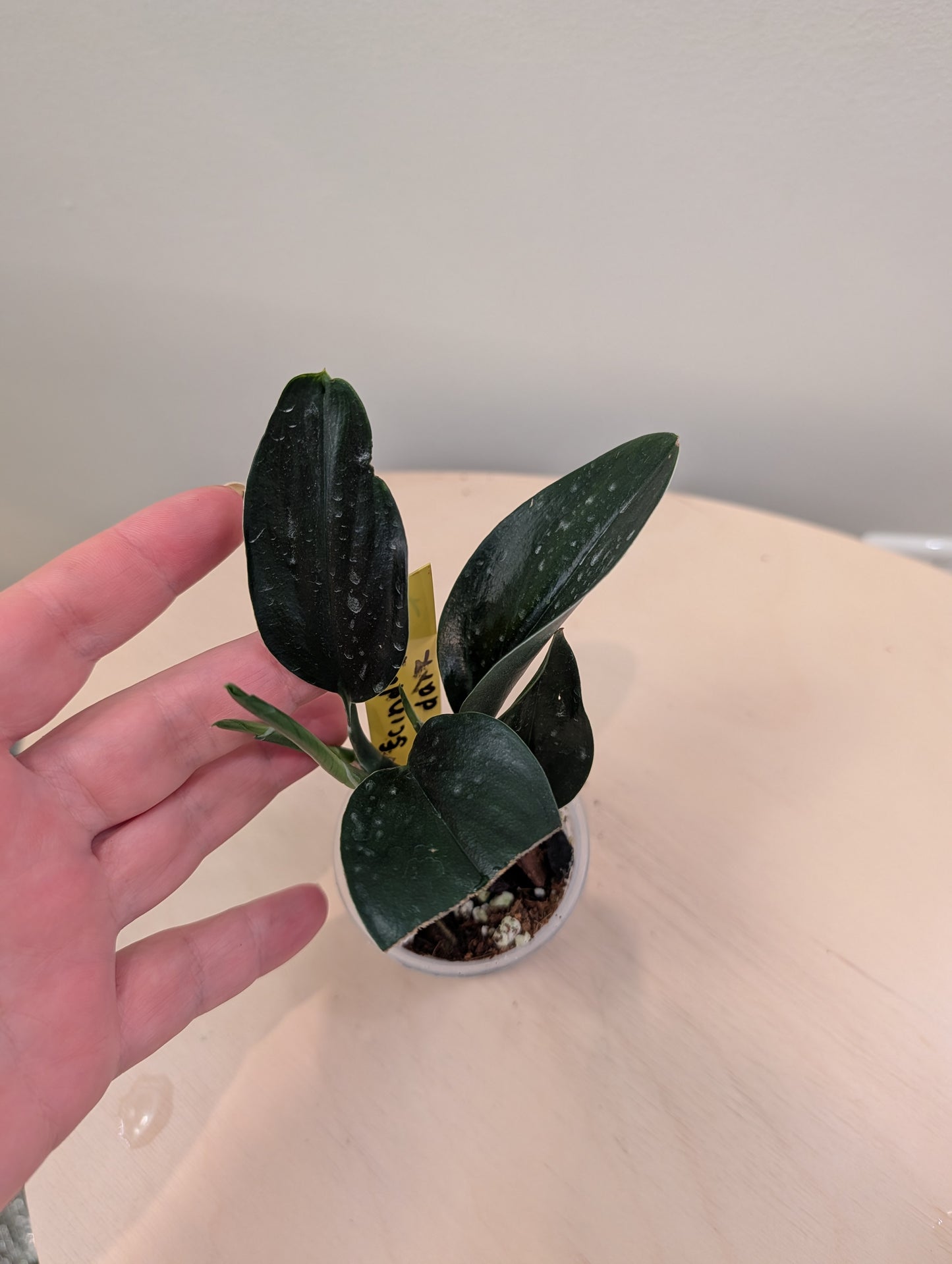 Epipremnum pinnatum marbré panaché