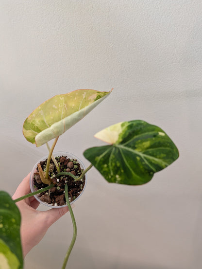 Philodendron gloriosum tricolore
