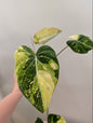 Philodendron gloriosum tricolore