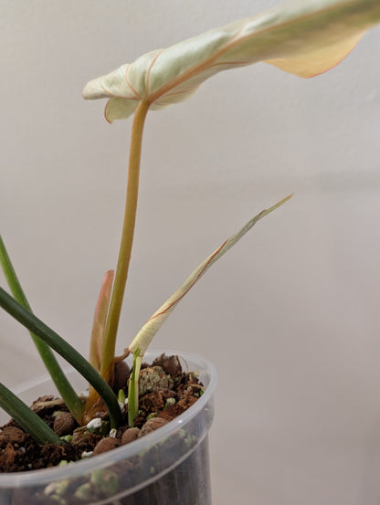 Philodendron gloriosum tricolore