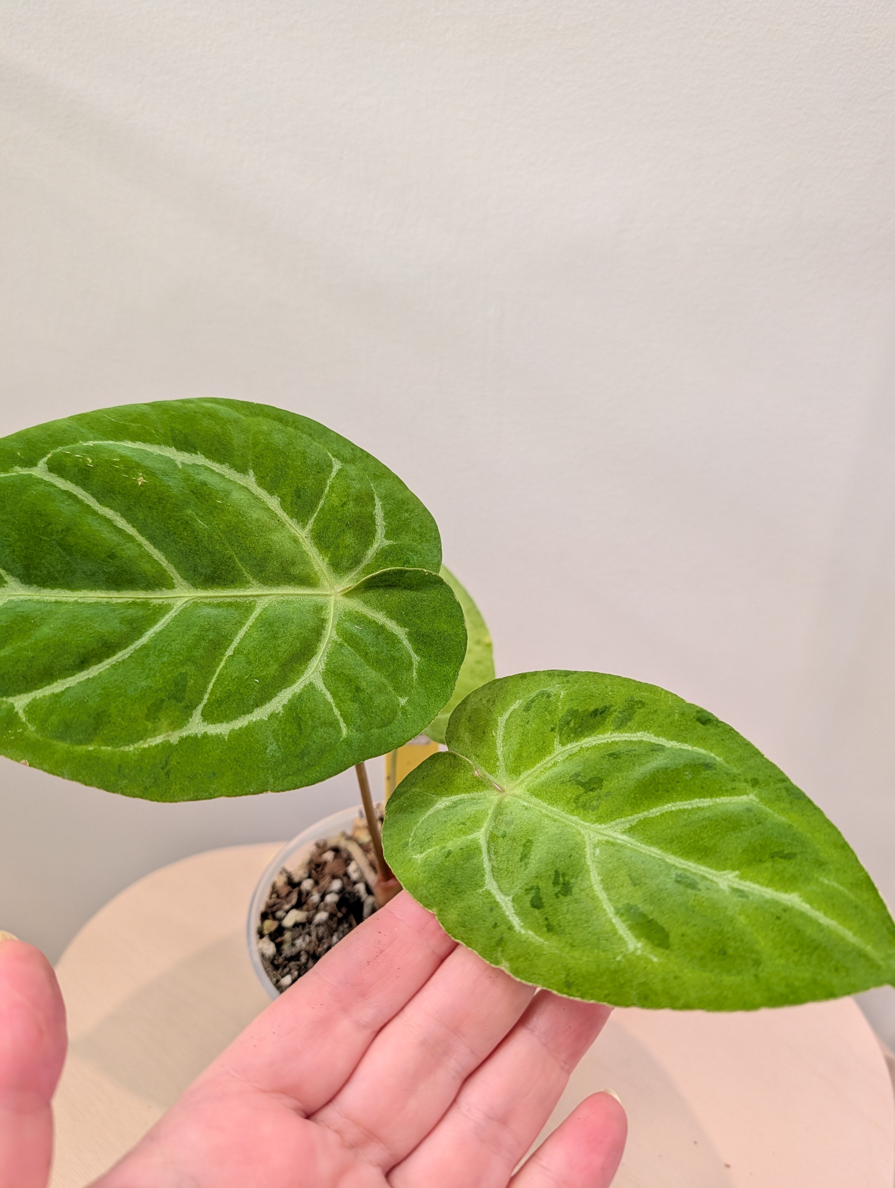 Anthurium Crystallinum Mint variegated/ sparkling minty leaves