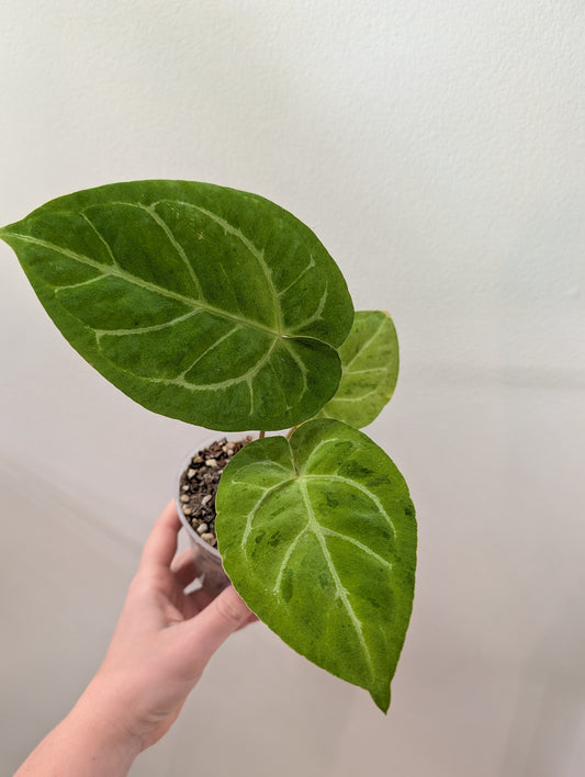 Anthurium Crystallinum Mint variegated/ sparkling minty leaves /