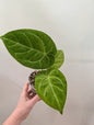 Anthurium crystallinum, feuilles panachées menthe scintillante / première photo - plante mère