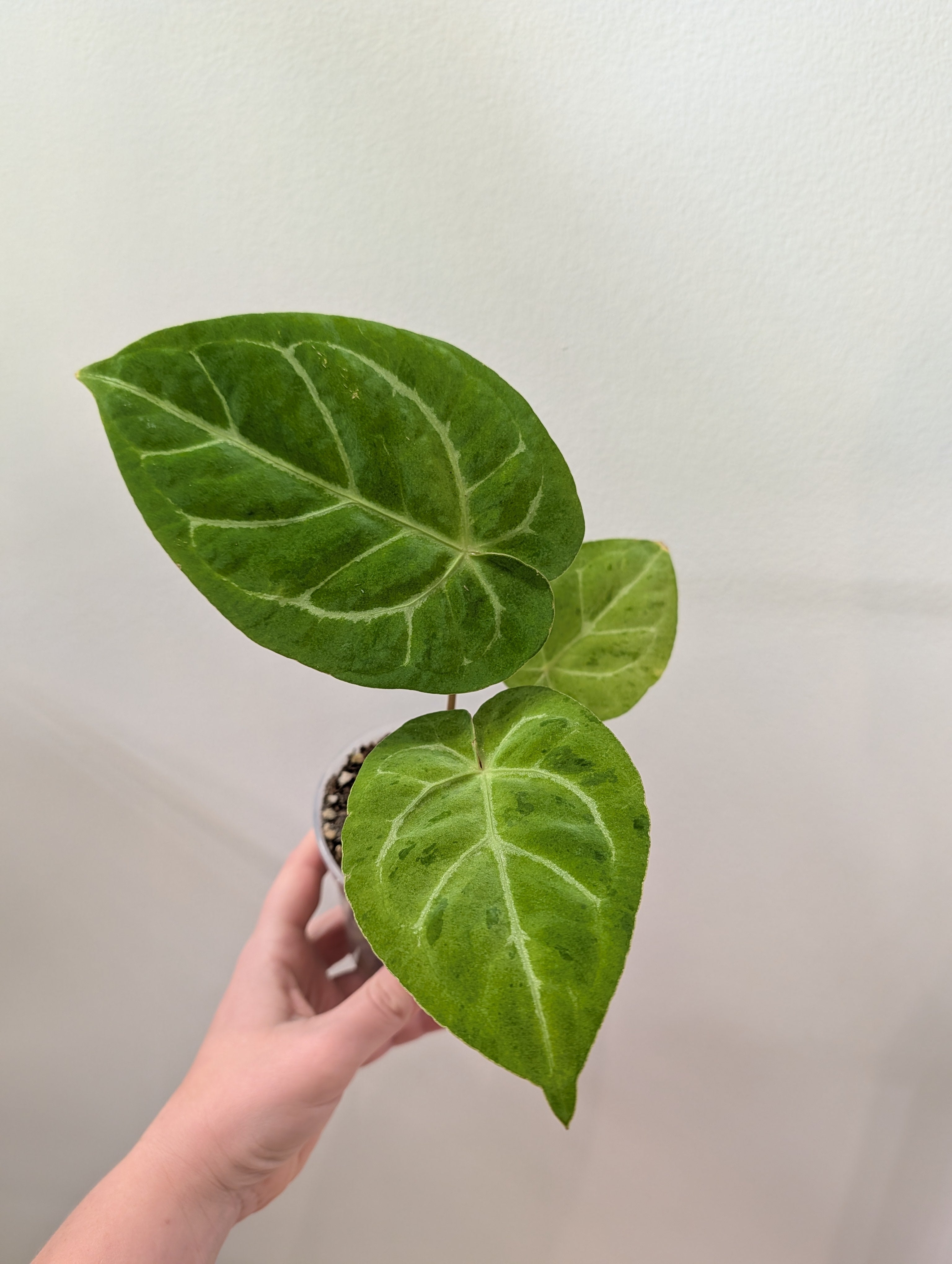 e*t様 Anthurium Aos ×crystallinum Mint Anthurium Crystallinum Mint variegated/ sparkling minty leaves