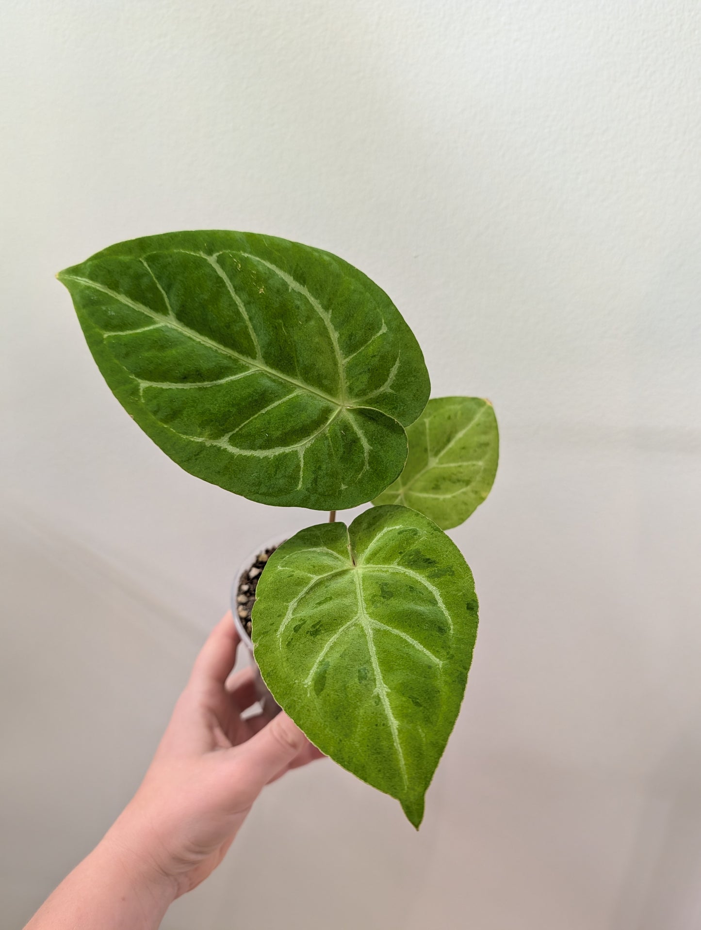 Anthurium crystallinum, feuilles panachées menthe scintillante / première photo - plante mère