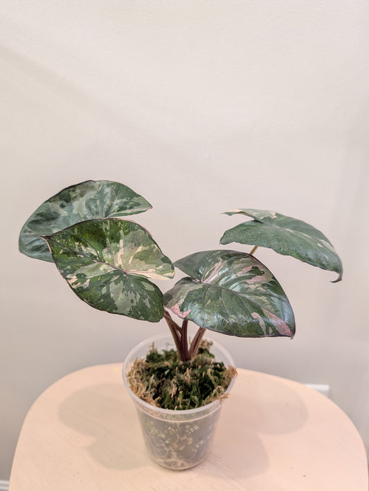 Alocasia serendipity pink variegated