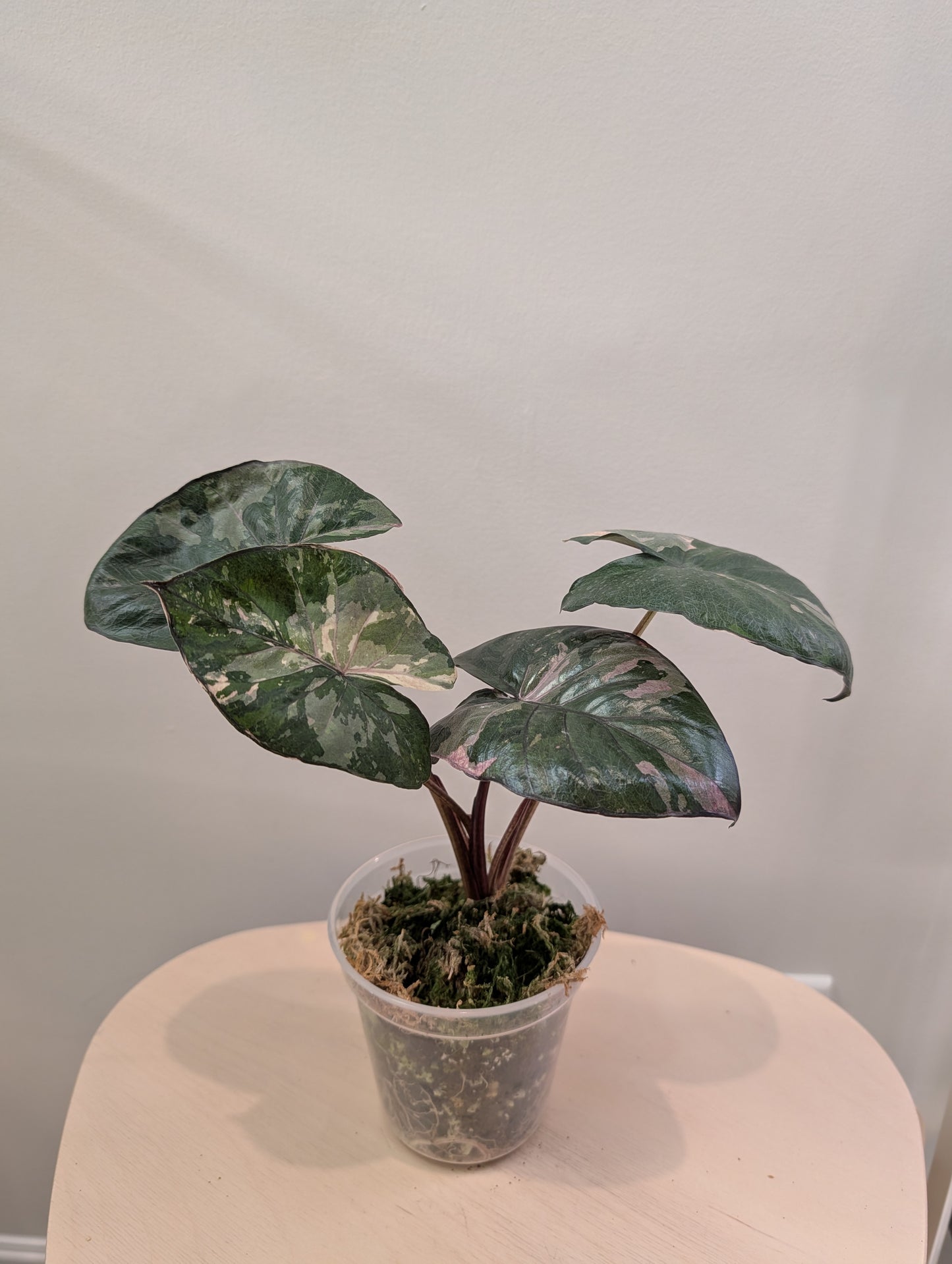 Alocasia serendipity rose panaché