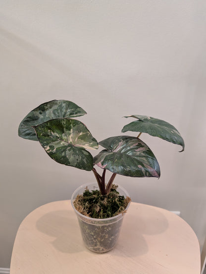 Alocasia serendipity rose panaché