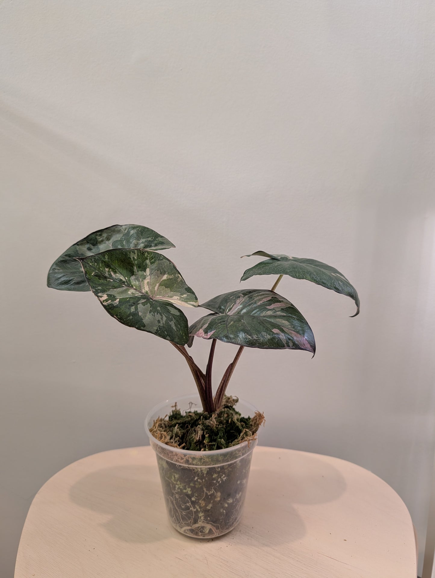 Alocasia serendipity rose panaché