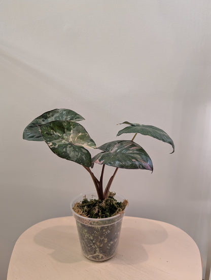 Alocasia serendipity rose panaché