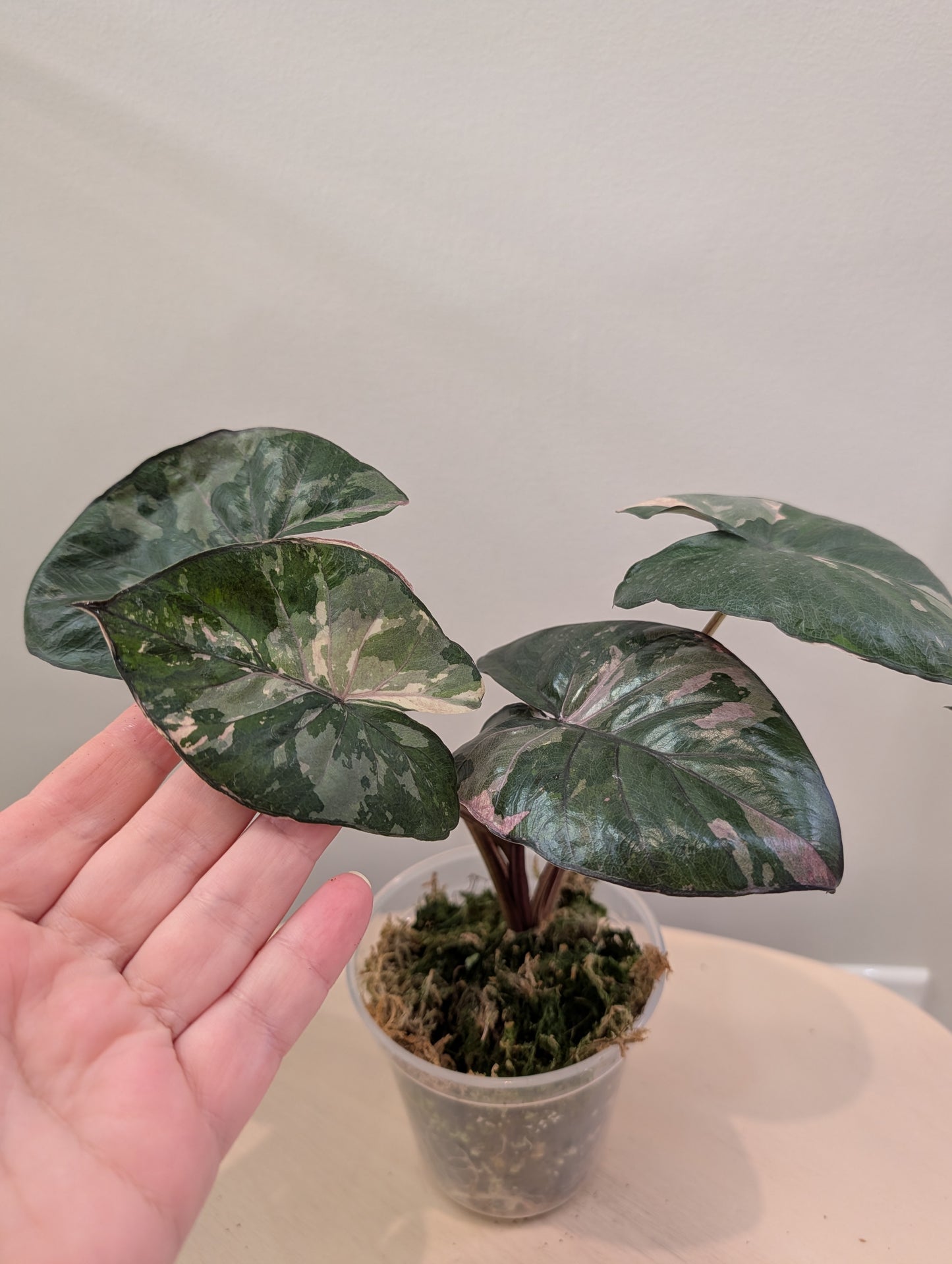Alocasia serendipity rose panaché
