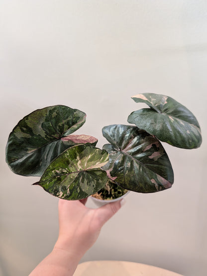 Alocasia serendipity rose panaché