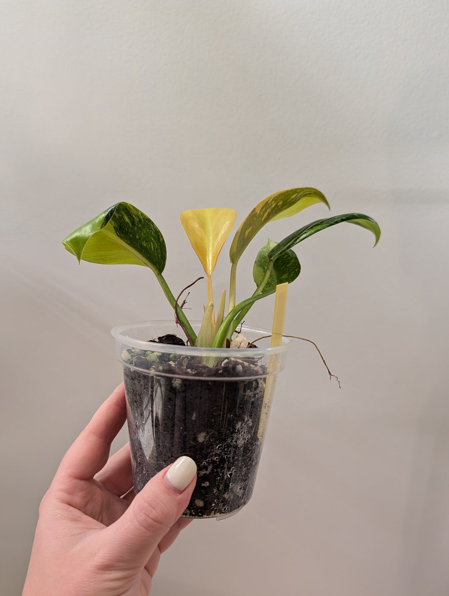 Philodendron green Congo hybrid variegated