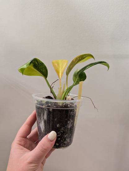 Philodendron green Congo hybrid variegated