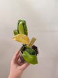 Philodendron green Congo hybrid variegated
