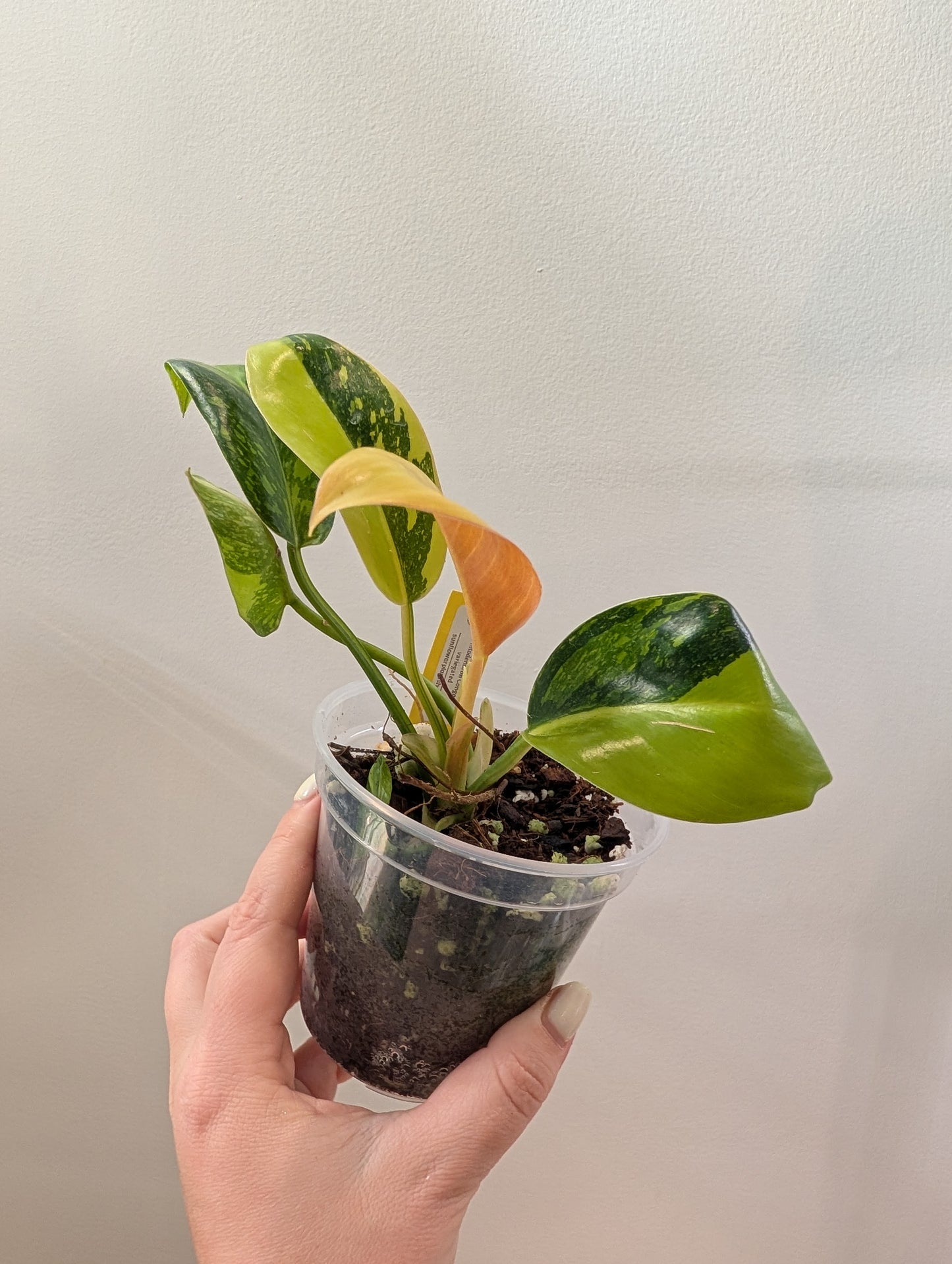 Philodendron green Congo hybrid variegated