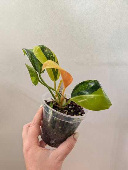 Philodendron green Congo hybrid variegated