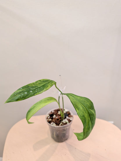 Anthurium Amazon Rabbit / à emporter ou livraison