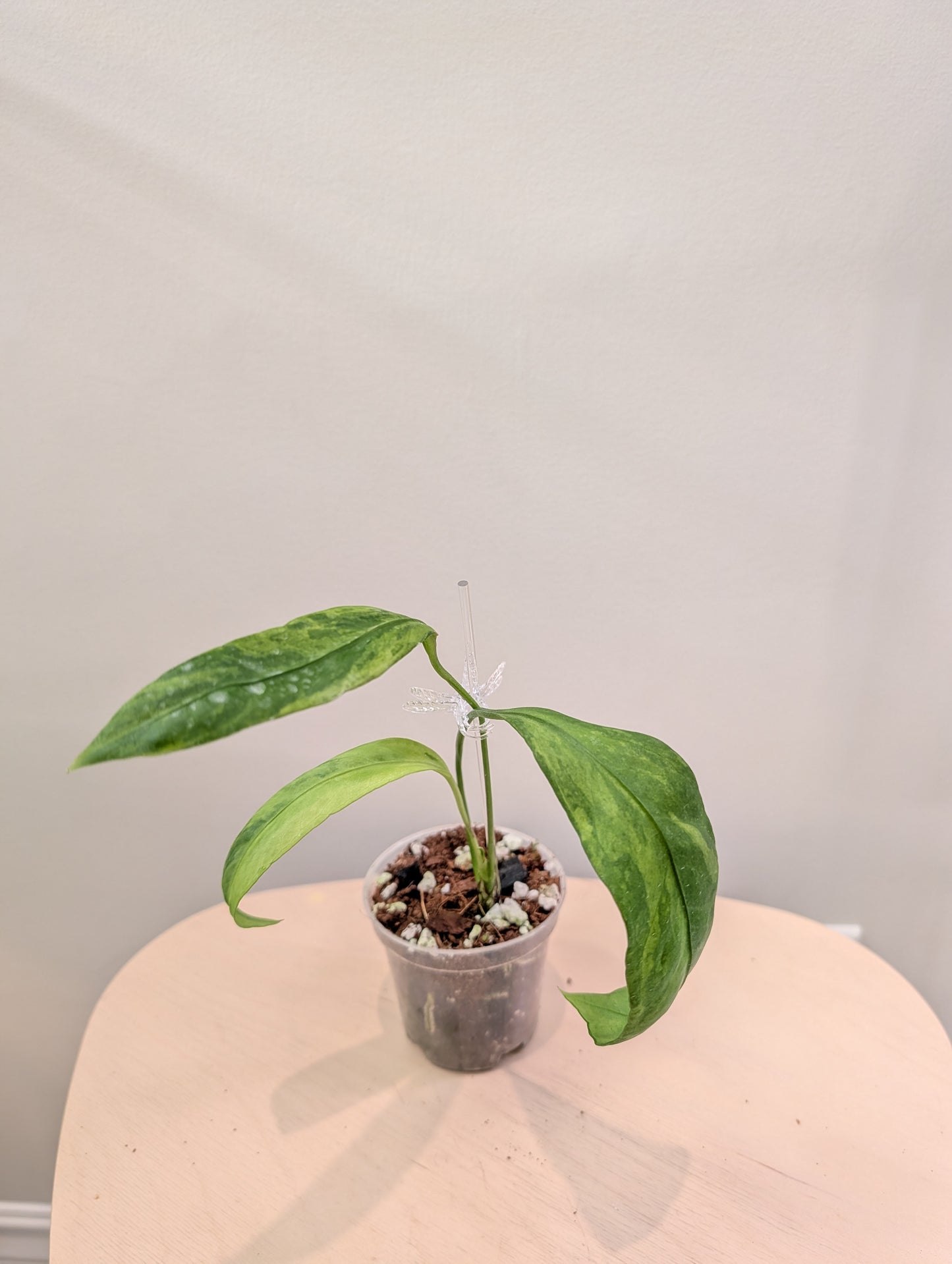 Anthurium Amazon Rabbit / à emporter ou livraison