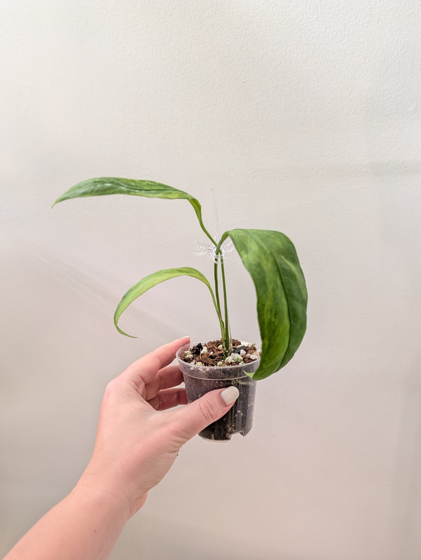 Anthurium Amazon Rabbit / à emporter ou livraison